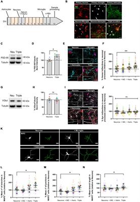 A Neuron, Microglia, and Astrocyte Triple Co-culture Model to Study Alzheimer’s Disease